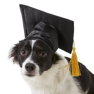 Pet Graduation Cap Puppy Hat Black Yellow Gold Tassel Dog Cat School S/M 2024